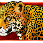 Leopard Bild