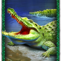 Crocodile Bild