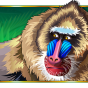 Baboons Bild