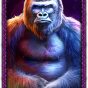 Gorilla Bild