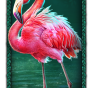 Flamingo Bild