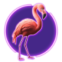 Flamingo Bild