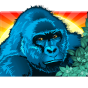Gorilla Bild