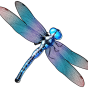 Dragonfly Bild