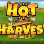 Hot Harvest Logo
